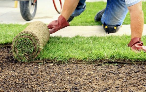 Рулонный газон